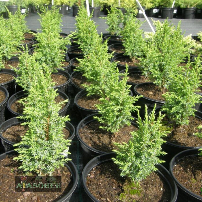 Pfitzeri kadakas 'Pfitzeriana Aurea'