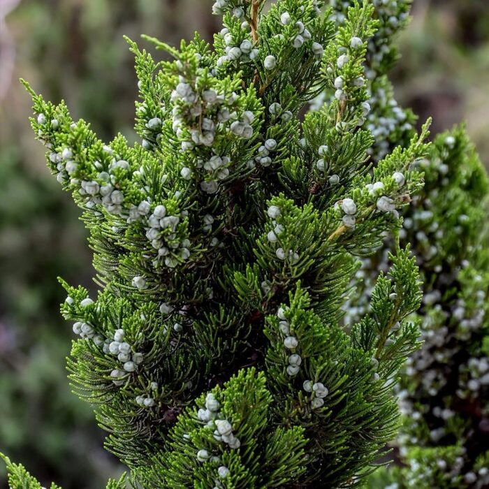 Pfitzeri kadakas 'Pfitzeriana Aurea' - Image 3