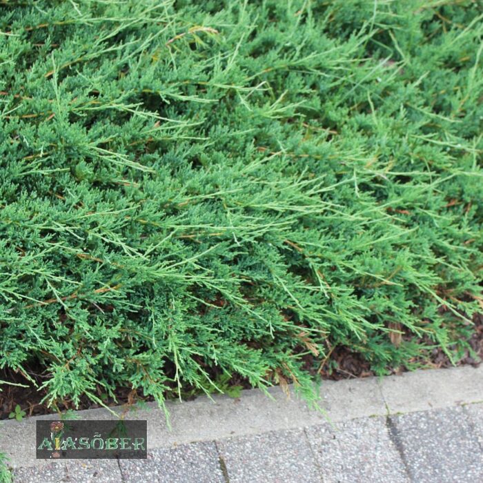 Roomav kadakas 'Prostrata'