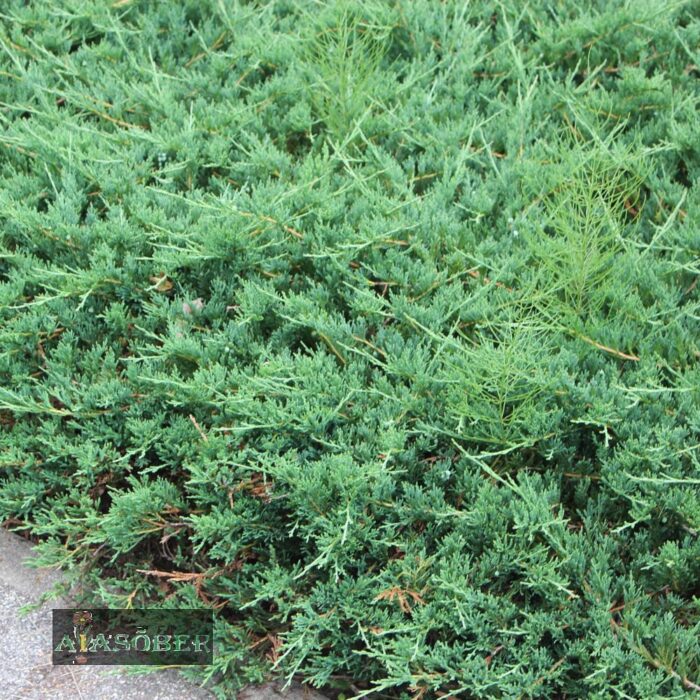 Roomav kadakas 'Prostrata' - Image 2