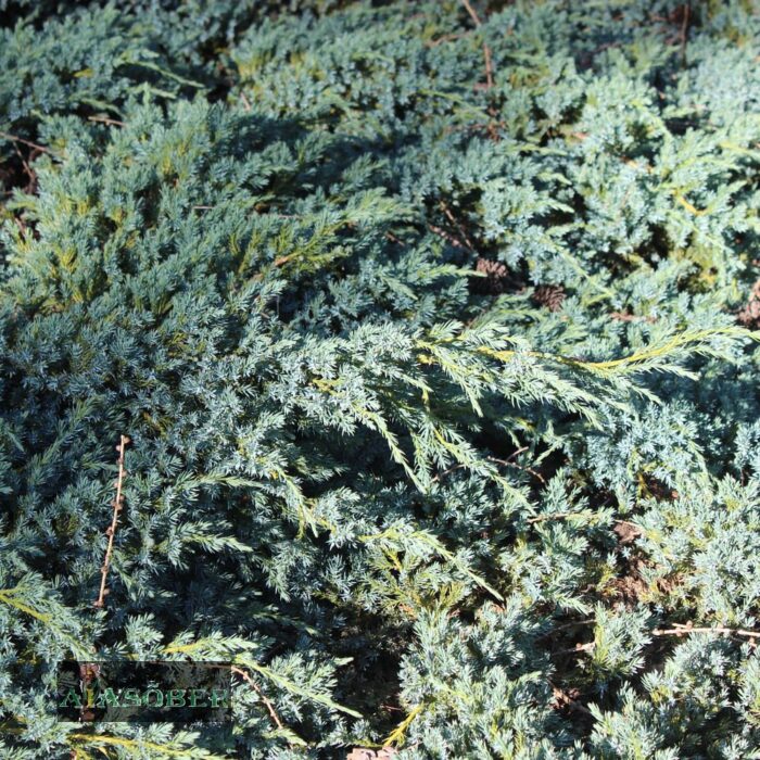 Kirju kadakas 'Blue Carpet' - Image 3