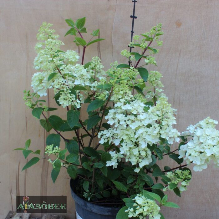 Aedhortensia 'Sundae Fraise'
