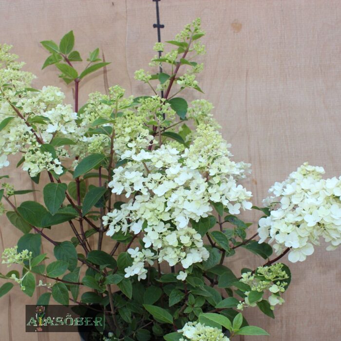 Aedhortensia 'Sundae Fraise' - Image 2