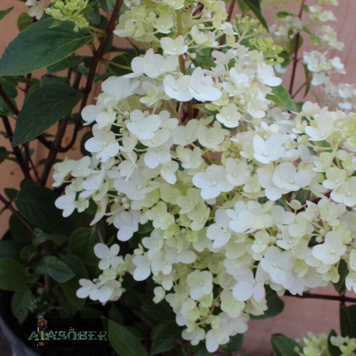 Aedhortensia 'Sundae Fraise' - Image 3