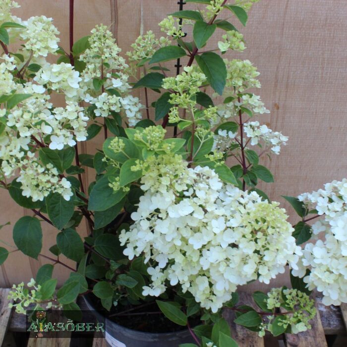 Aedhortensia 'Sundae Fraise' - Image 4