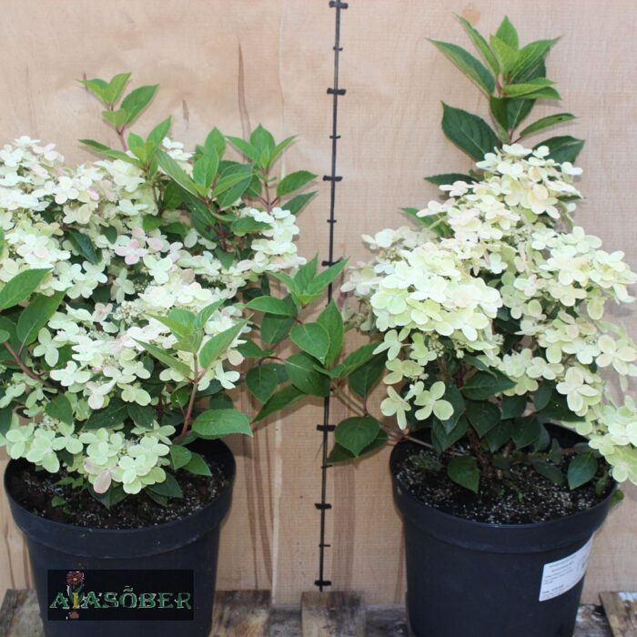 Aedhortensia 'Polestar'