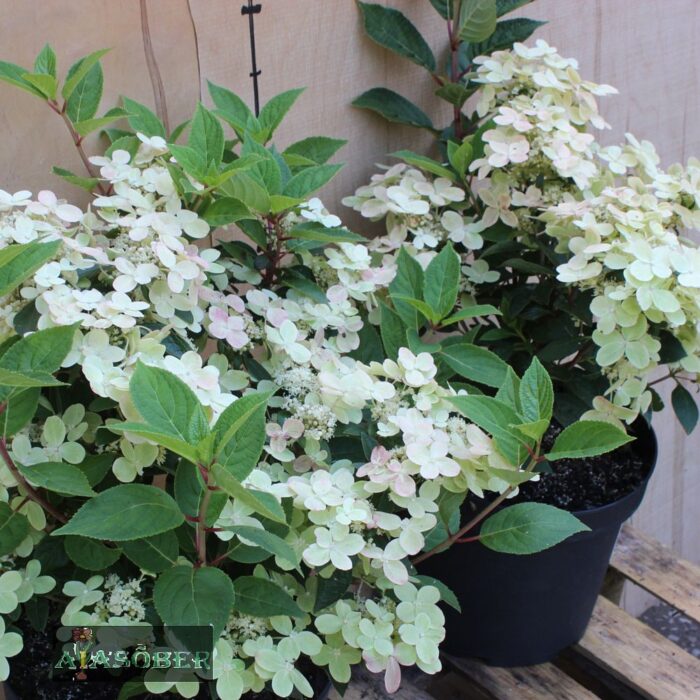 Aedhortensia 'Polestar' - Image 2