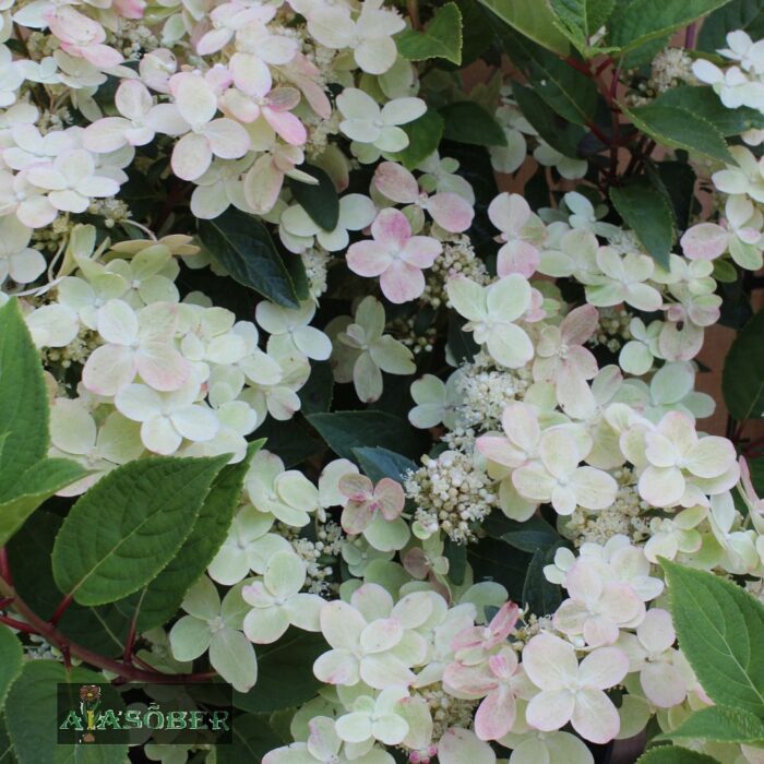 Aedhortensia 'Polestar' - Image 3