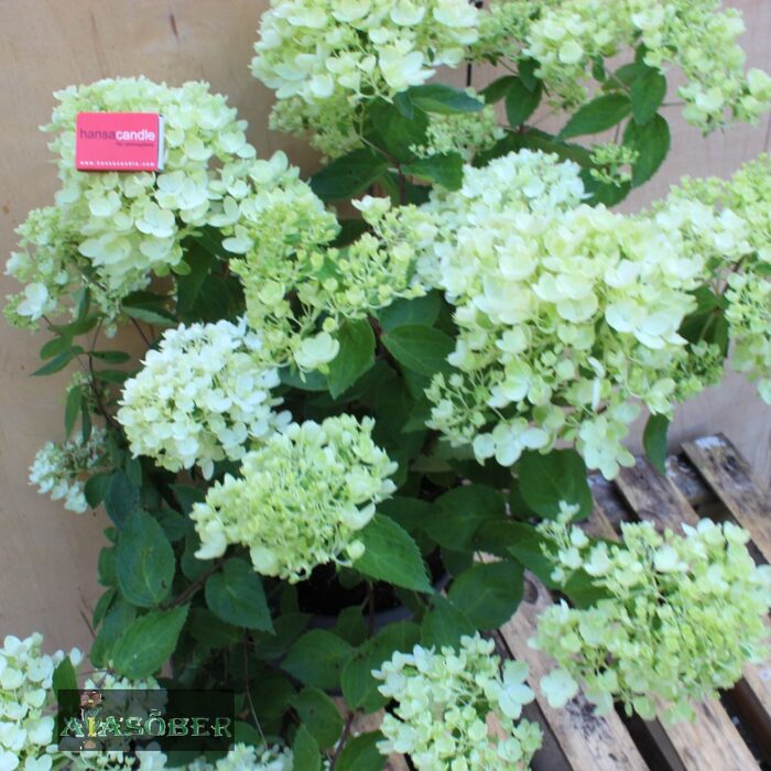 Aedhortensia 'Bombshell'