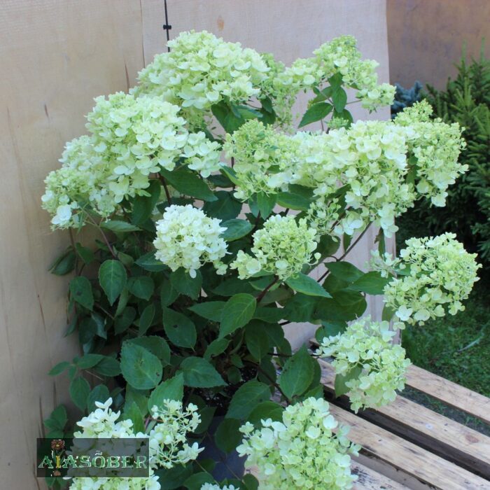 Aedhortensia 'Bombshell' - Image 2
