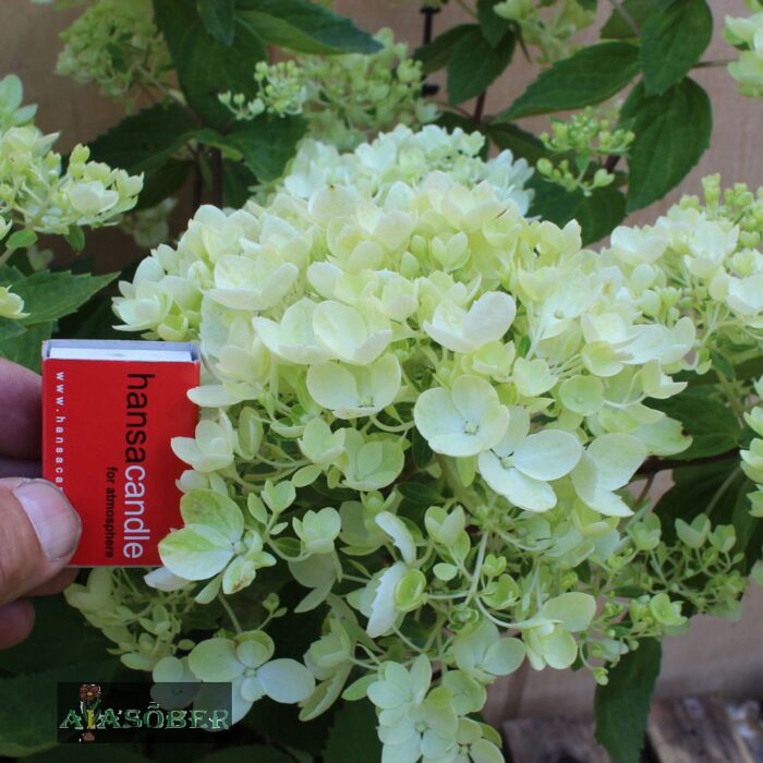 Aedhortensia 'Bombshell' - Image 3