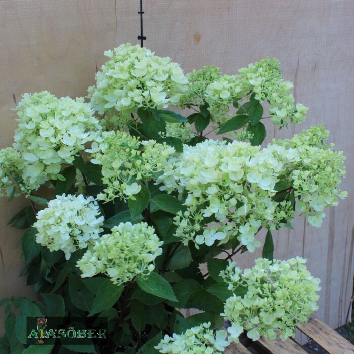 Aedhortensia 'Bombshell' - Image 4