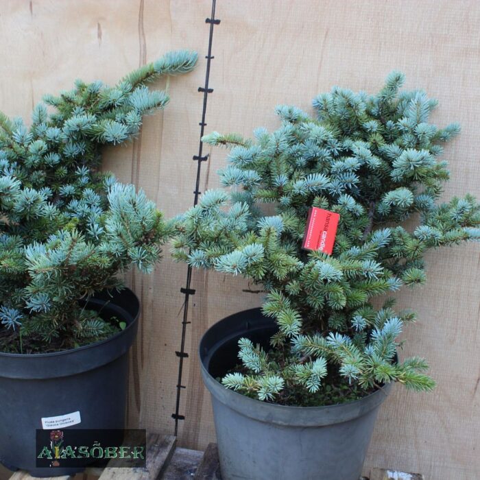Torkav kuusk 'Glauca Globosa'