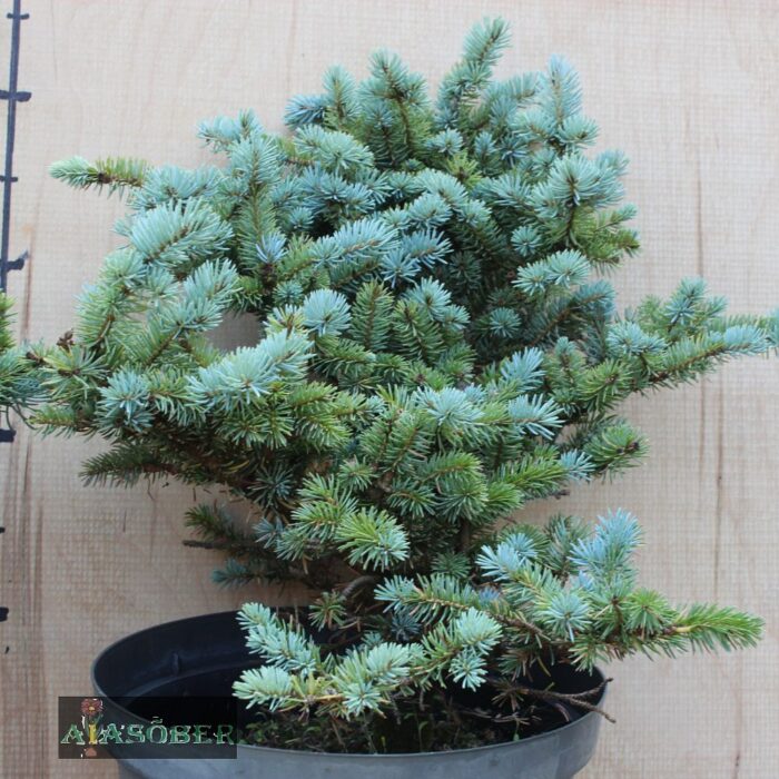 Torkav kuusk 'Glauca Globosa' - Image 2