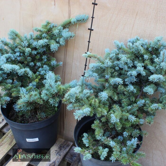 Torkav kuusk 'Glauca Globosa' - Image 3