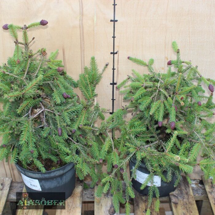 Harilik kuusk 'Acrocona Nana'