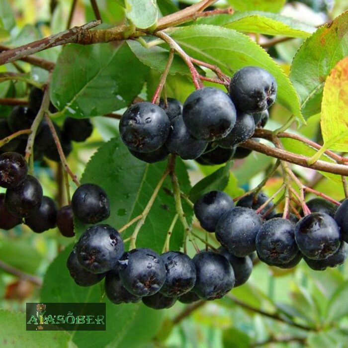 Ploomilehine aroonia 'Nero - Image 3