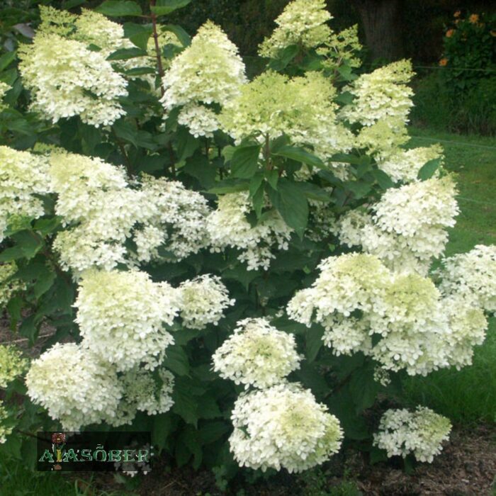 Aedhortensia 'Polar Bear'