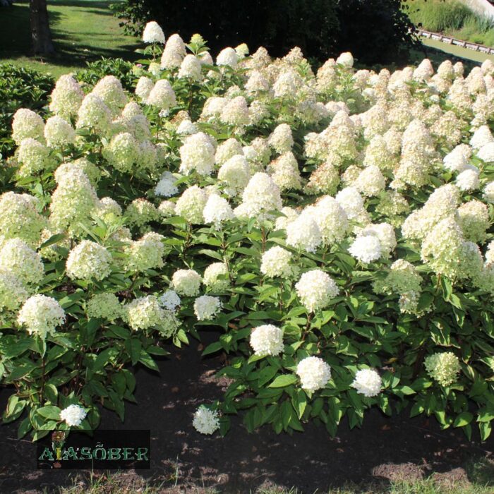 Aedhortensia 'Polar Bear' - Image 2