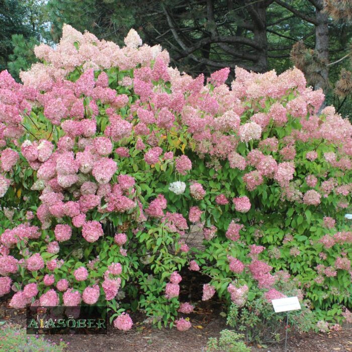 Aedhortensia 'Fraise Melba' - Image 4