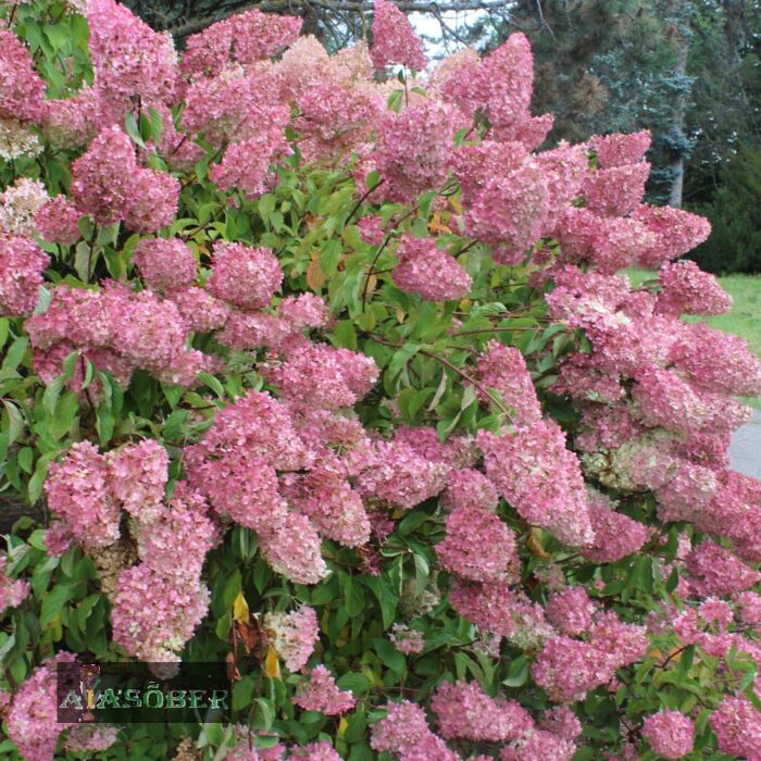Aedhortensia 'Fraise Melba' - Image 2