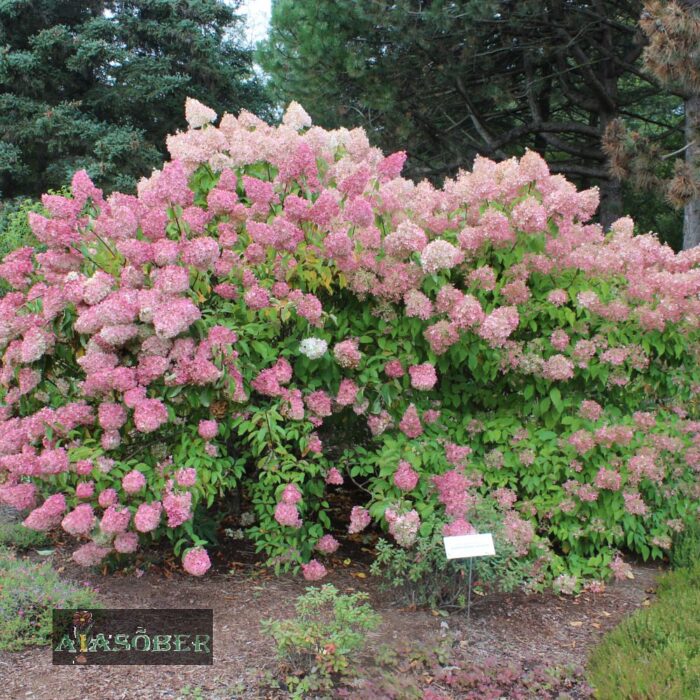 Aedhortensia 'Fraise Melba'