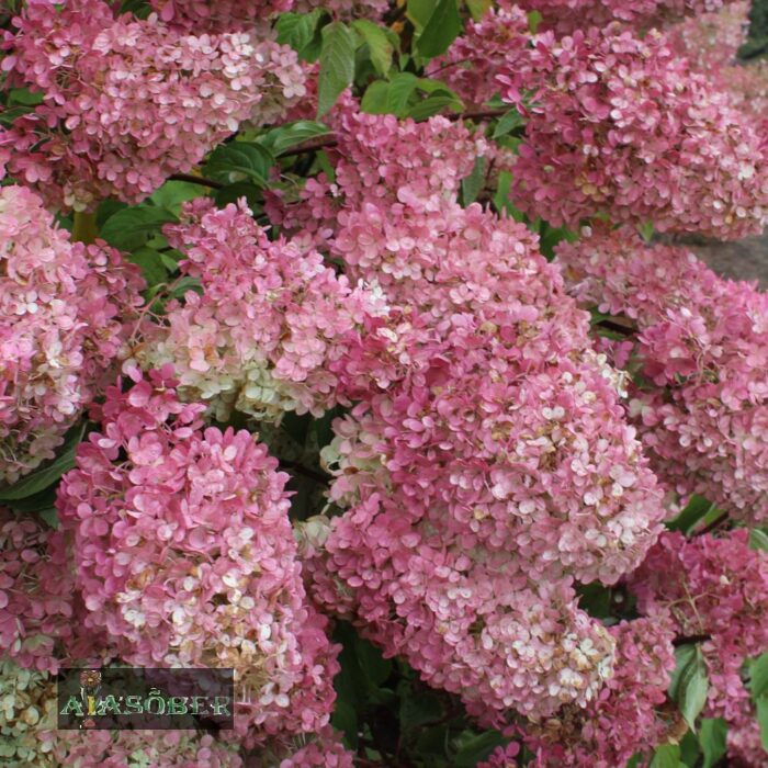 Aedhortensia 'Fraise Melba' - Image 3