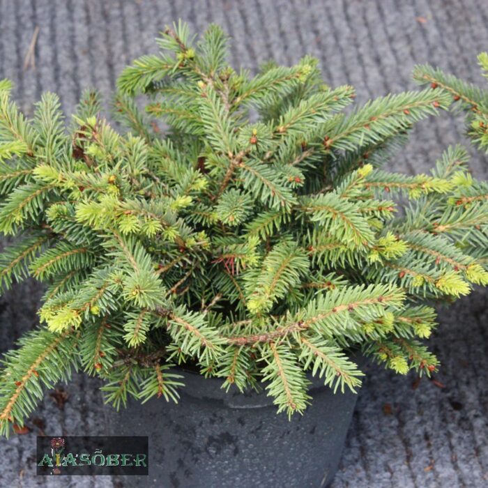Harilik kuusk 'Nidiformis'