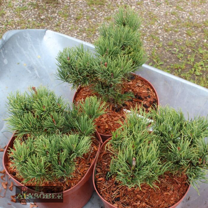 Mägimänd 'Carstens Wintergold' - Image 4