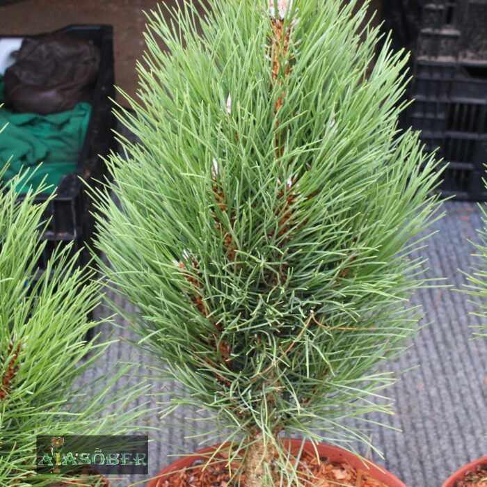 Must mänd 'Green Twister' - Image 2