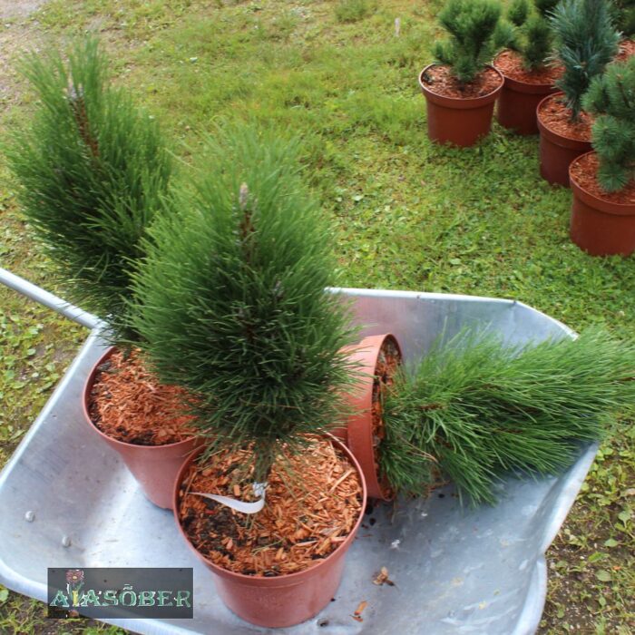 Must mänd 'Green Twister' - Image 3