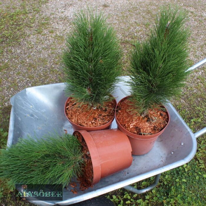 Must mänd 'Green Twister' - Image 4