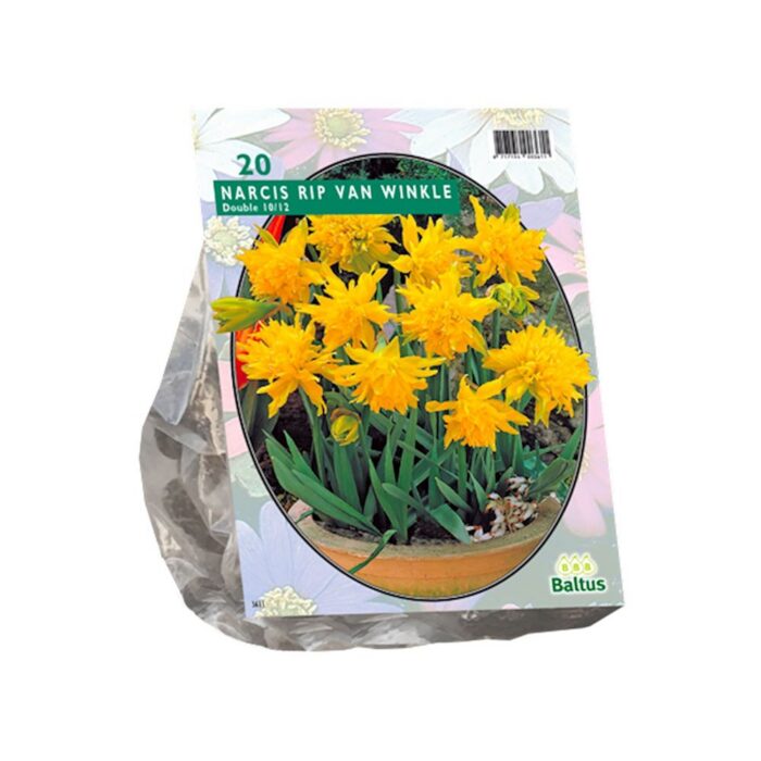 Topeltõieline nartsiss 'Rip van Winkle' (5 tk)