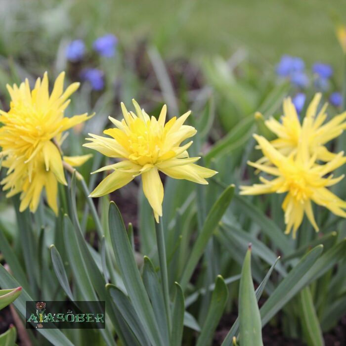Topeltõieline nartsiss 'Rip van Winkle' (5 tk) - Image 2