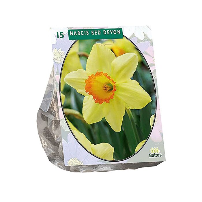 Aednartsiss 'Red Devon' (15 tk)