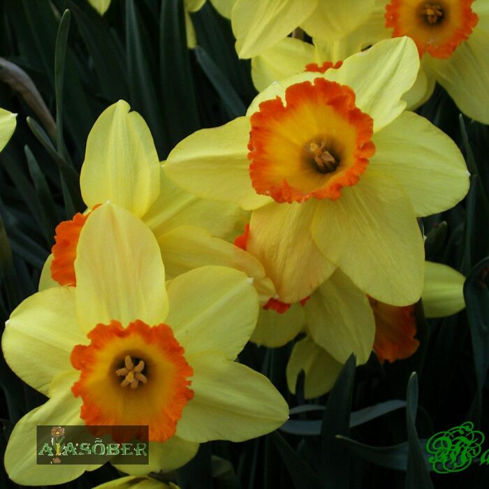 Aednartsiss 'Red Devon' (15 tk) - Image 2