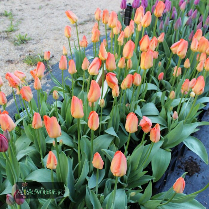 Fosteri tulp 'Orange Emperor' (10 tk)