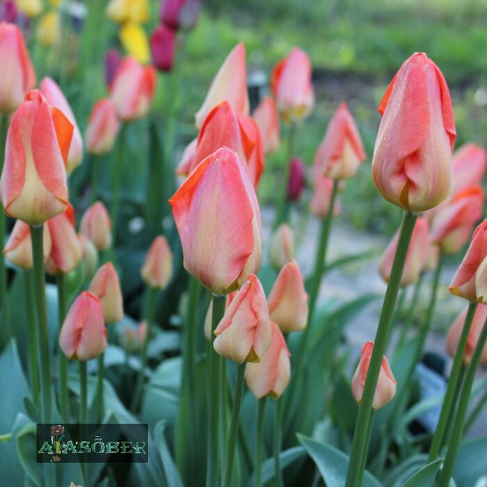 Fosteri tulp 'Orange Emperor' (10 tk) - Image 2