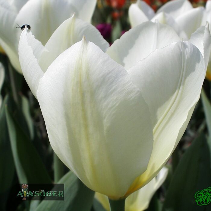 Fosteri tulp 'Purissima' (10 tk)