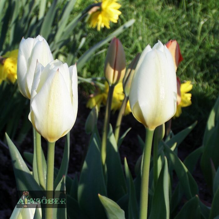 Fosteri tulp 'Purissima' (10 tk) - Image 2