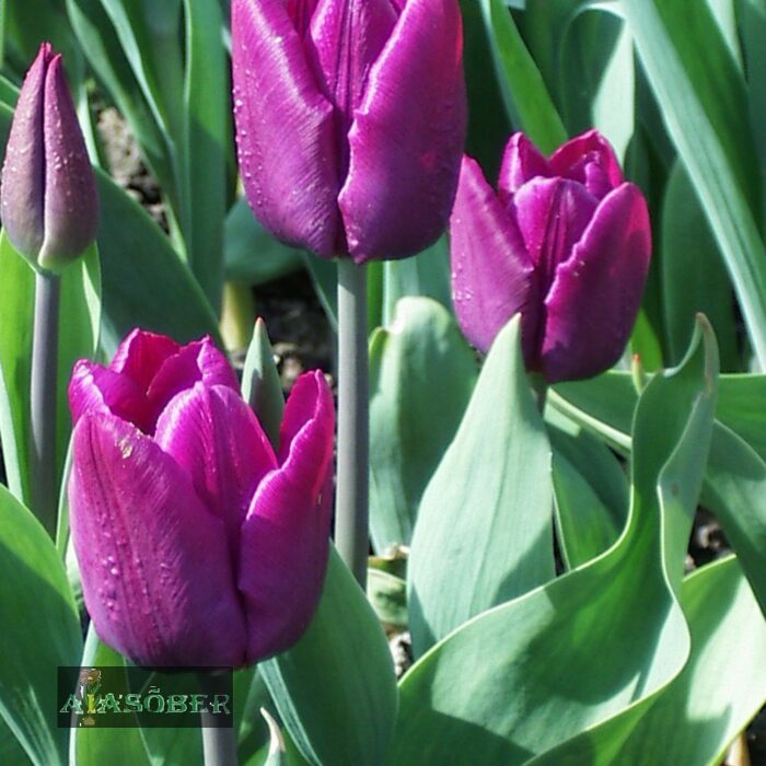 Lihtõieline hiline tulp 'Night Club' (5 tk)