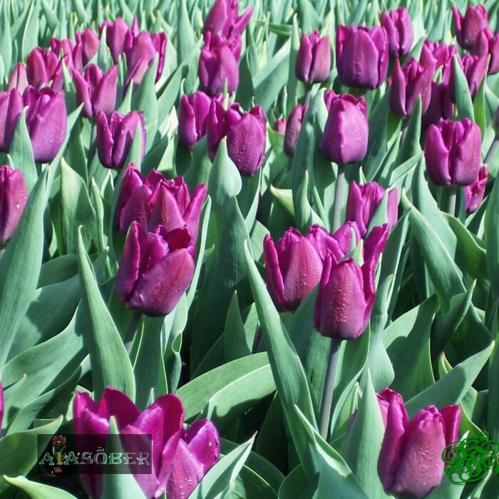 Lihtõieline hiline tulp 'Night Club' (5 tk) - Image 2