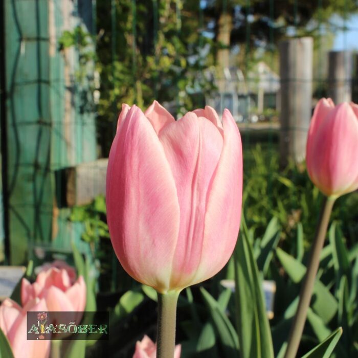 Lihtõieline varajane tulp 'Salmon Prince' (10 tk)