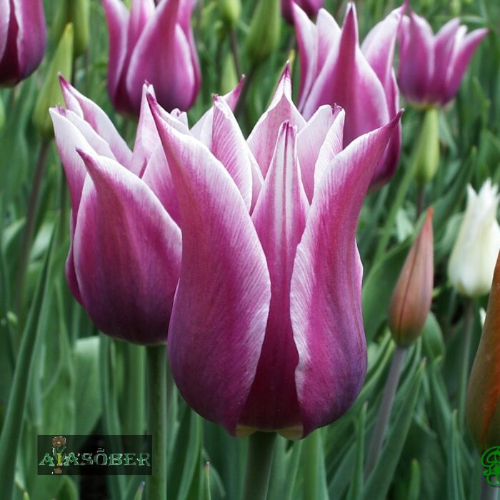 Liiliaõieline tulp 'Claudia' (15 tk)