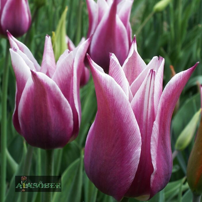 Liiliaõieline tulp 'Claudia' (15 tk) - Image 2