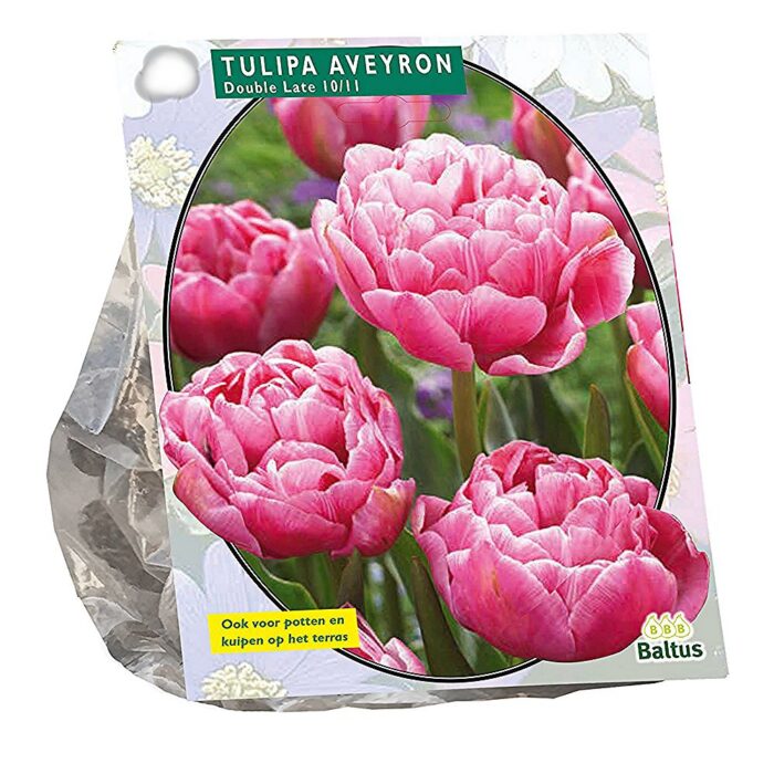 Täidisõieline hiline tulp 'Aveyron' (10 tk)