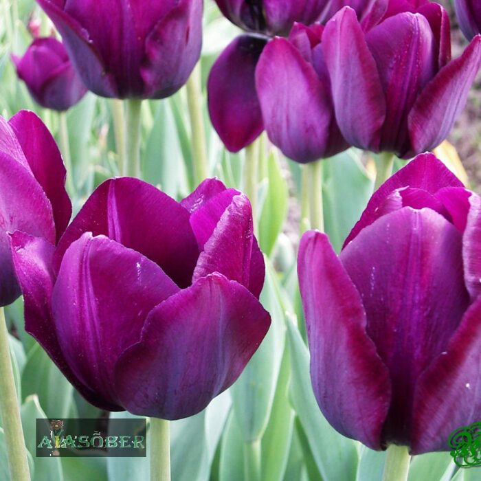 Triumftulp 'Negrita' (12 tk)
