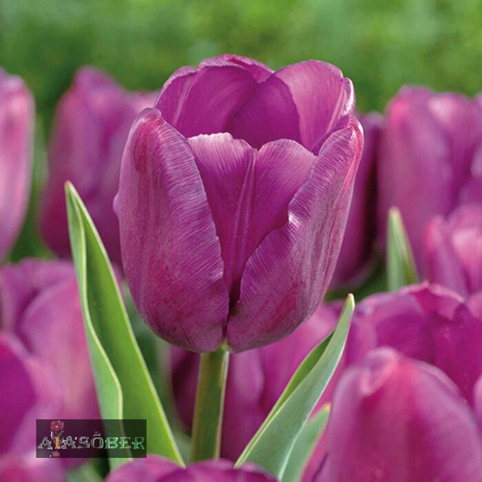 Triumftulp 'Negrita' (12 tk) - Image 2