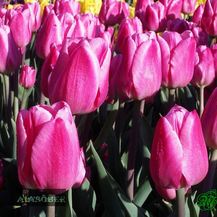 Triumftulp 'Synaeda Amor' (5 tk)