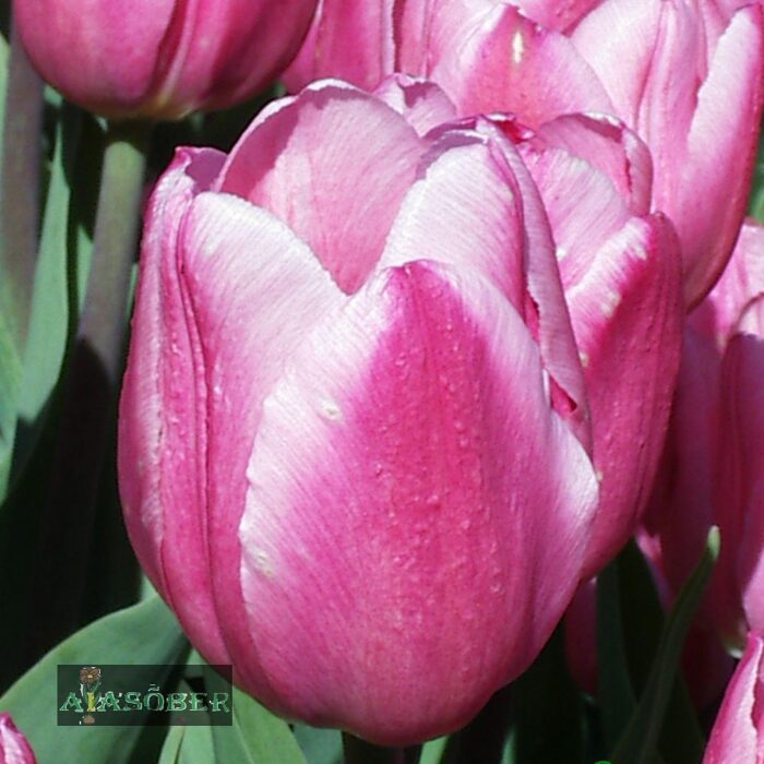 Triumftulp 'Synaeda Amor' (5 tk) - Image 2